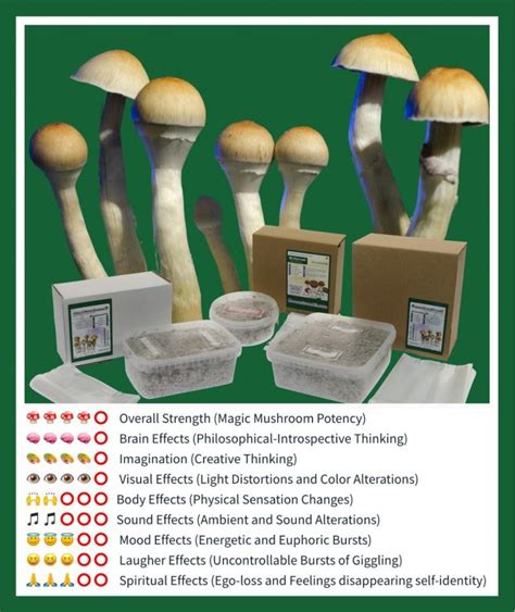 Shop for magic mushroom cultivation sets